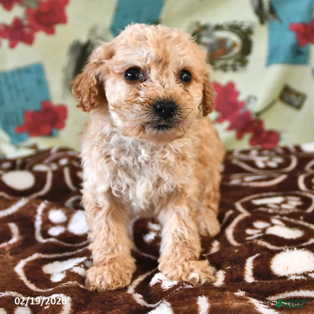 Cockapoo dogs for sale: Hannah - Ad 2