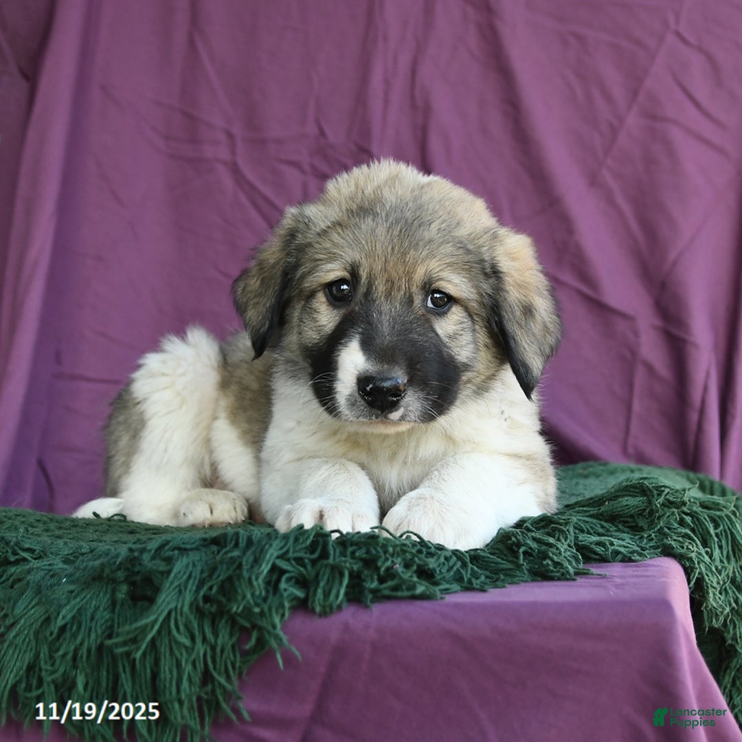 Mixed Breed dogs for sale: Boulder - Ad 3
