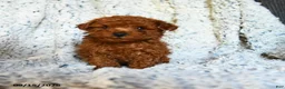Toy Poodle dogs for sale: Butterscotch - Ad 4