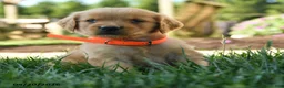 Golden Retriever dogs for sale: Hardy - Ad 3