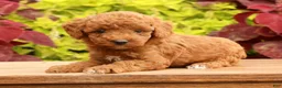 Miniature Poodle dogs for sale: Tori - Ad 4