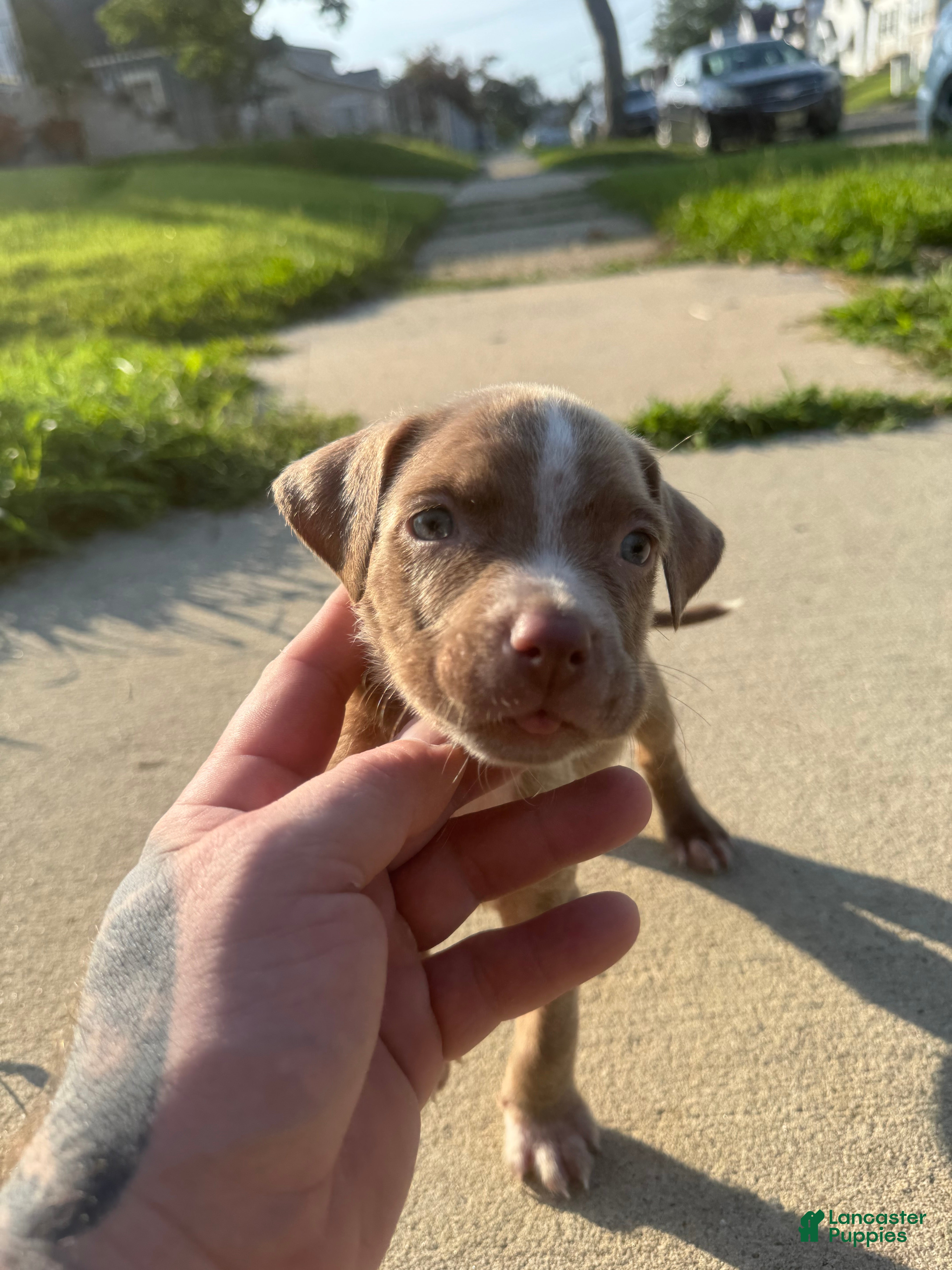 American Bully dogs Cupcake  - Ad 5