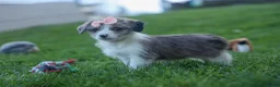 Corgipoo dogs for sale: NAOMI - Ad 6