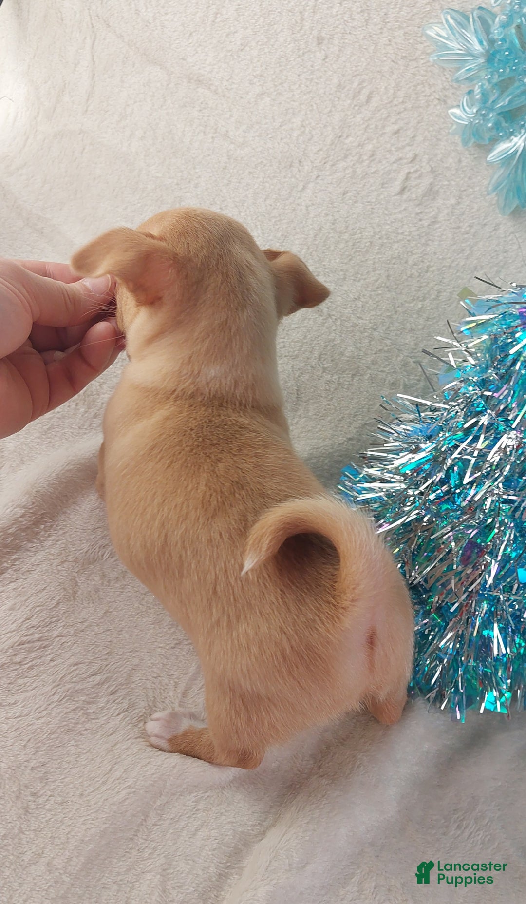 Chihuahua dogs for sale: Linus - Ad 8