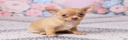 Chihuahua dogs for sale: Benjie - Ad 3
