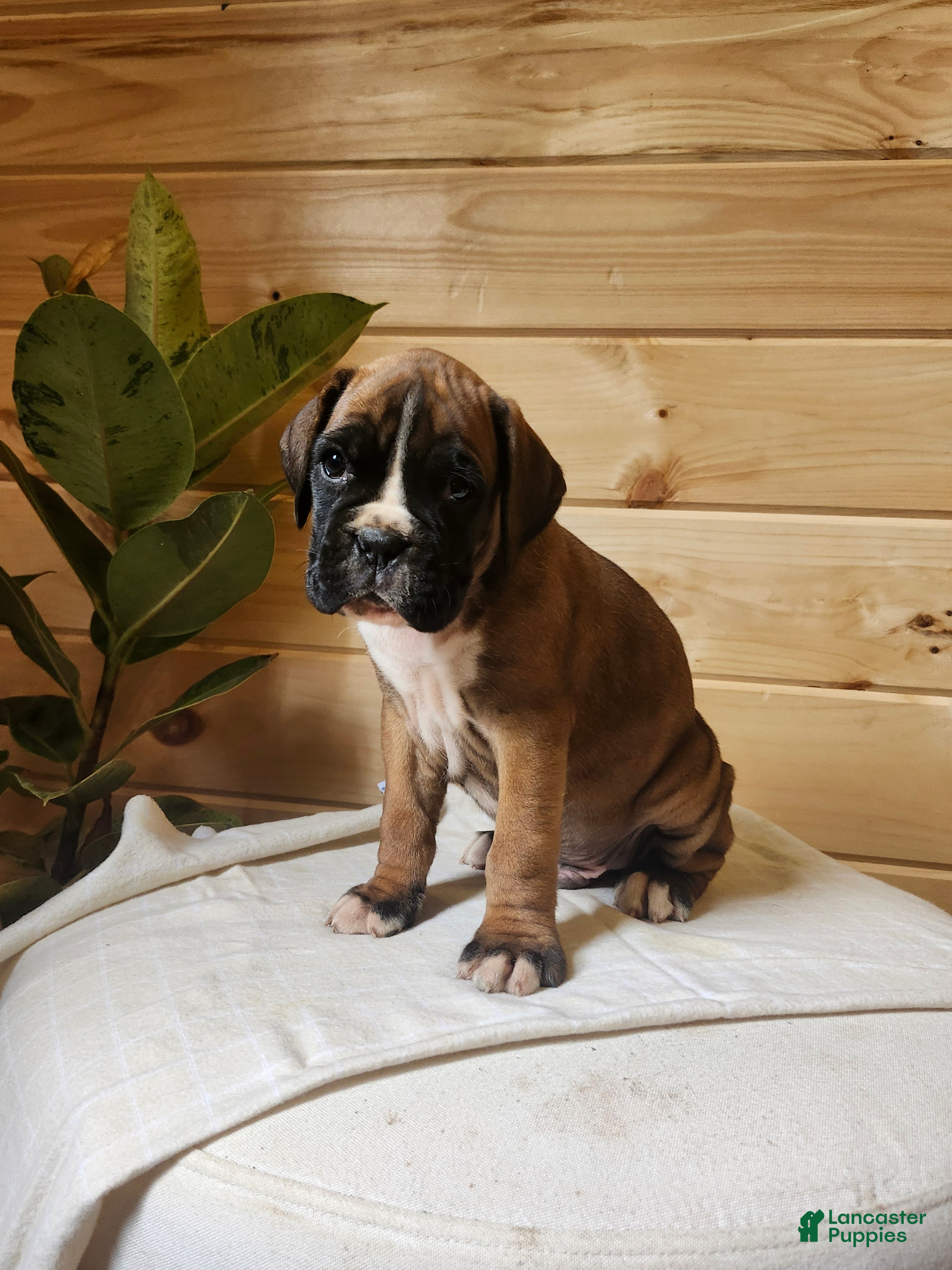 Boxer dogs Jeddy  - Ad 2