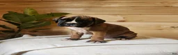 Boxer dogs for sale: Jeddy  - Ad 2