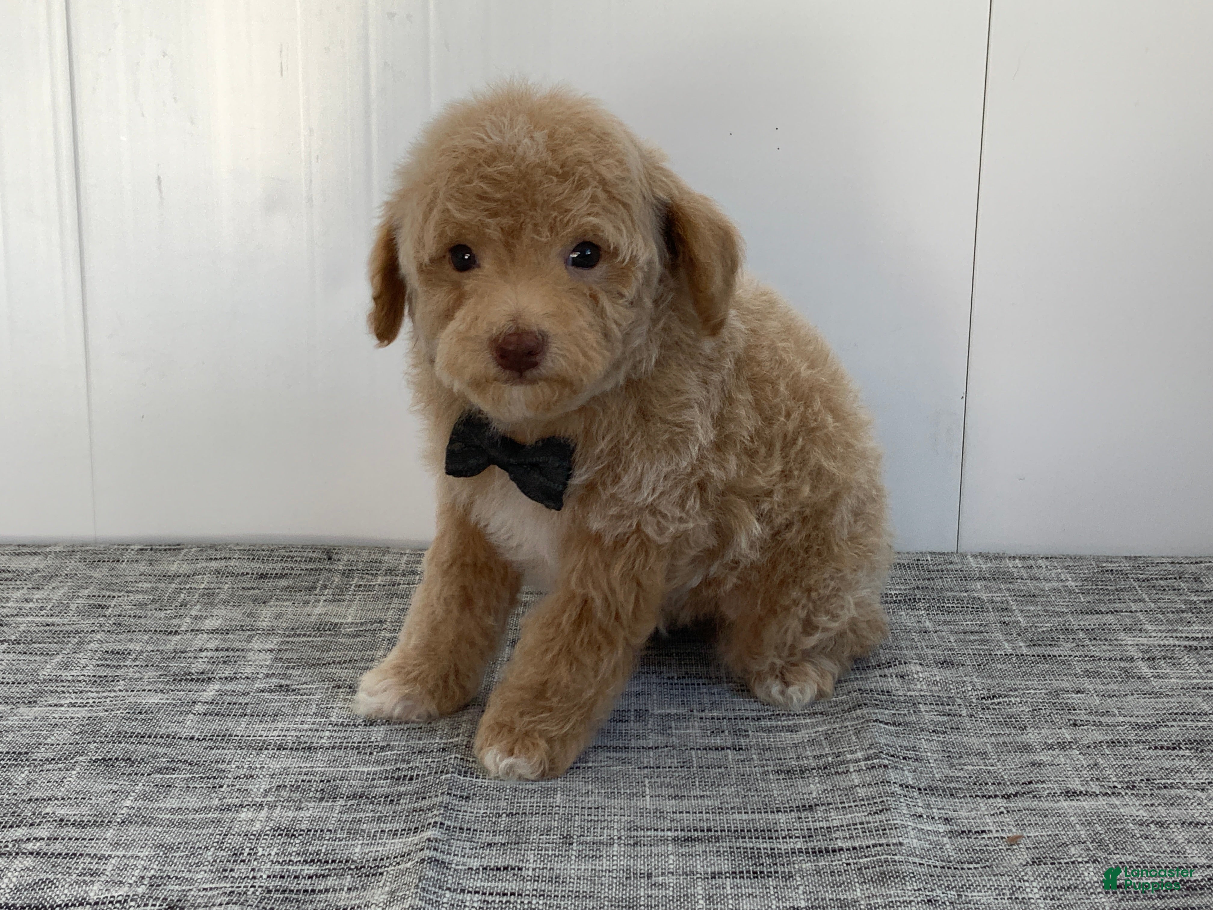 Toy Poodle dogs Simon - Ad 36