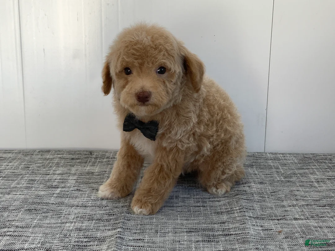 Toy Poodle dogs for sale: Simon - Ad 1