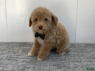 Toy Poodle dogs Simon - Ad 36