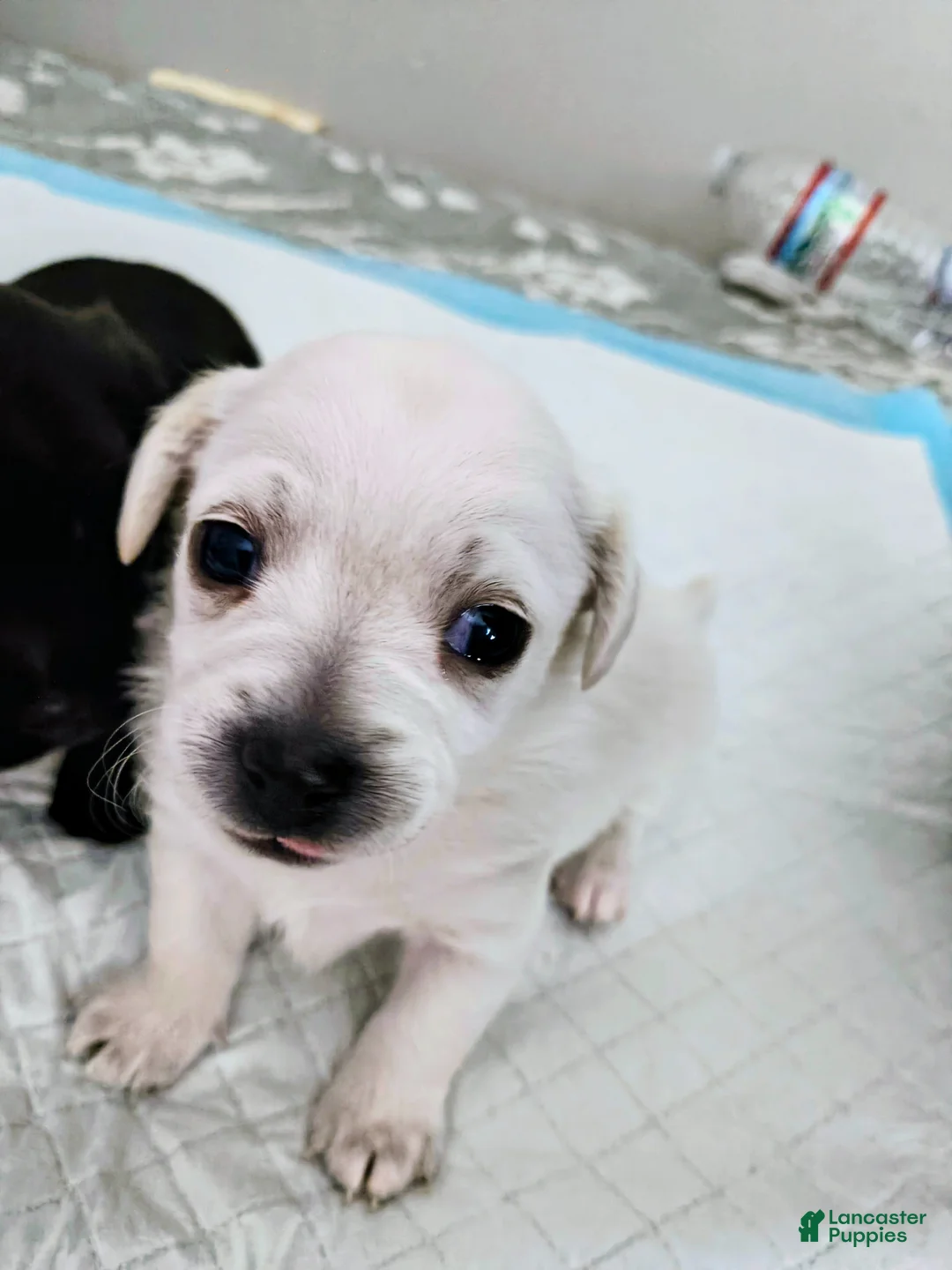 Mixed Breed dogs for sale: Baby Kit - Ad 2