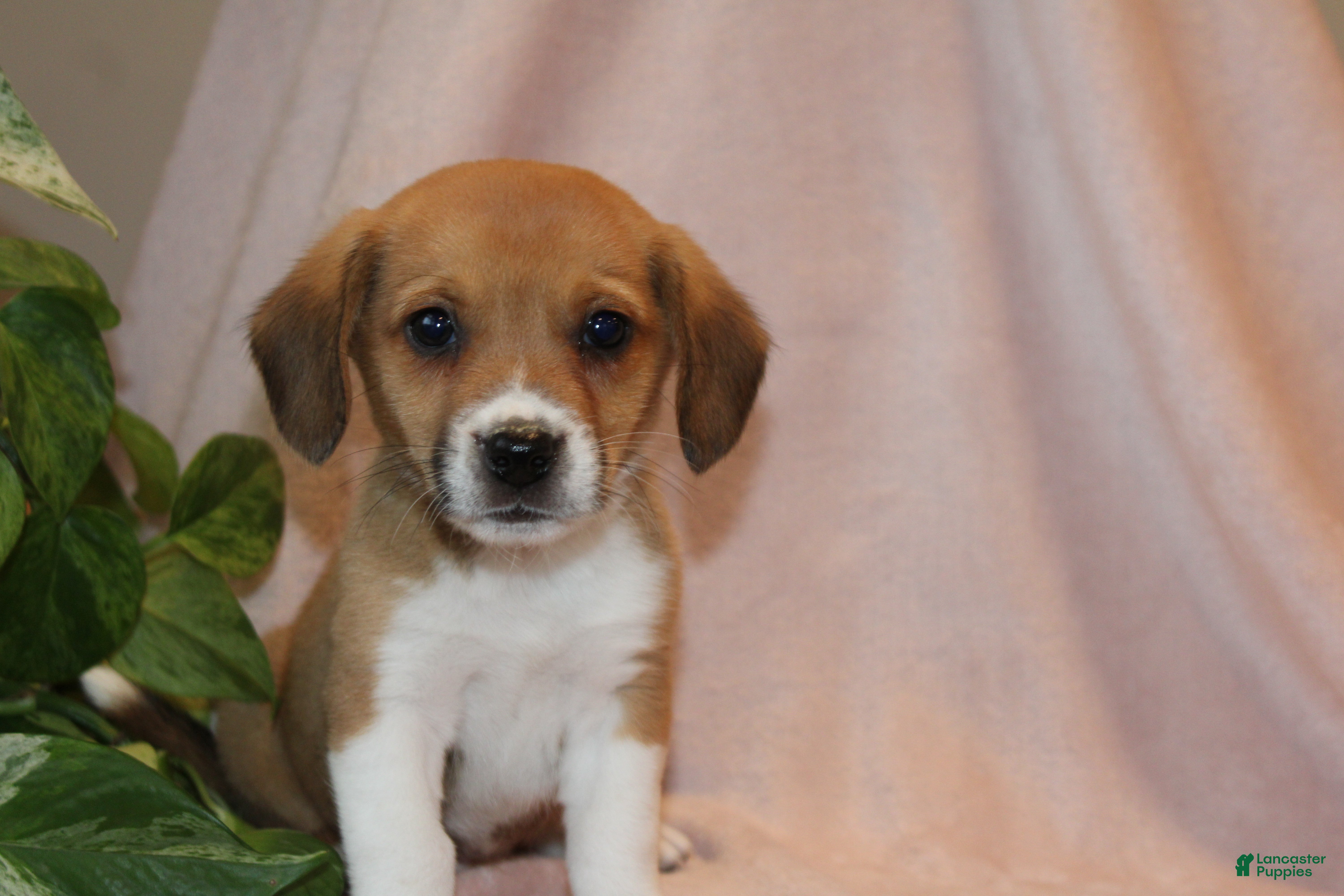 Mixed Breed dogs Nova - Ad 2