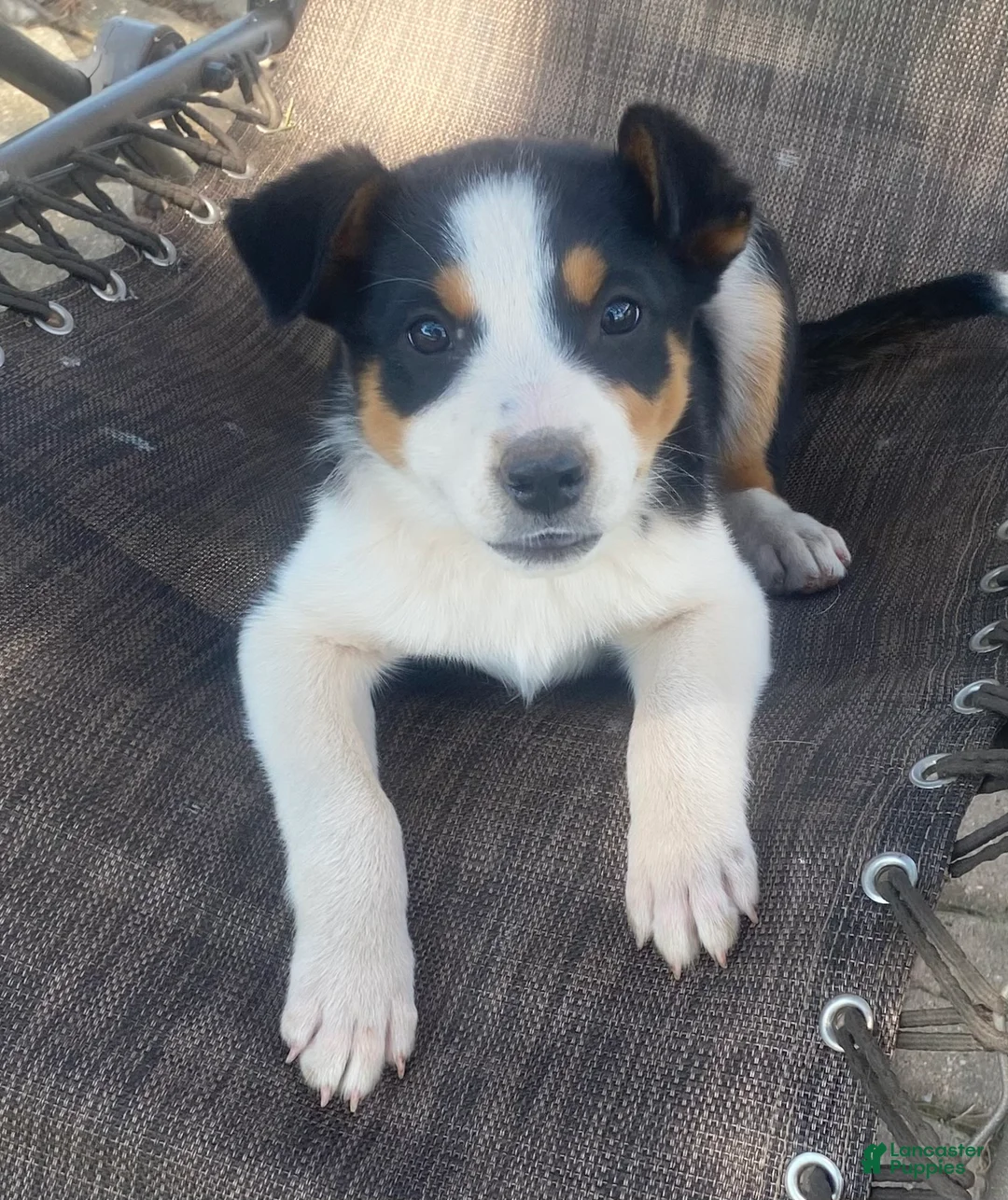 Mixed Breed dogs for sale: Misty  - Ad 2