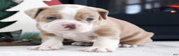 Olde English Bulldogge dogs for sale: Macy - Ad 5