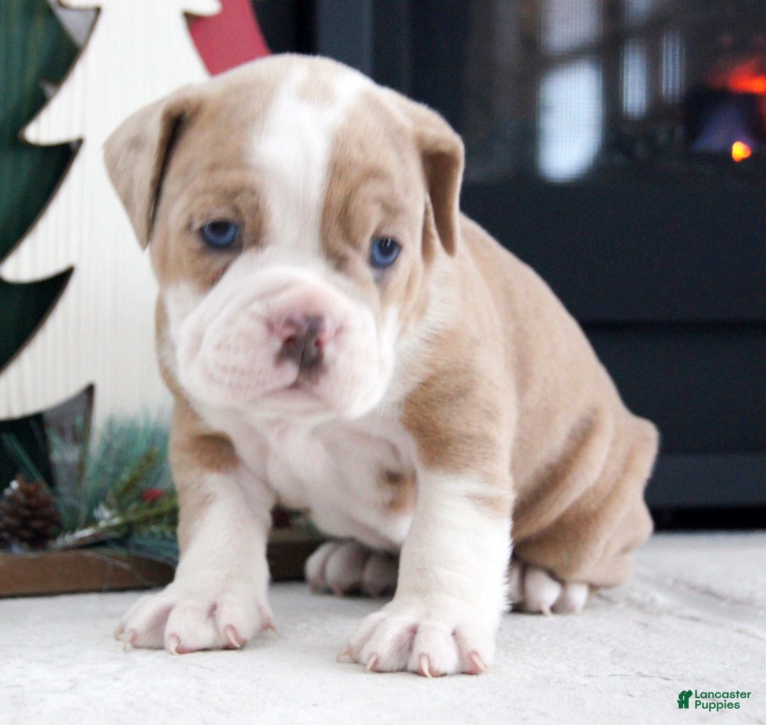 Olde English Bulldogge dogs for sale: Macy - Ad 5