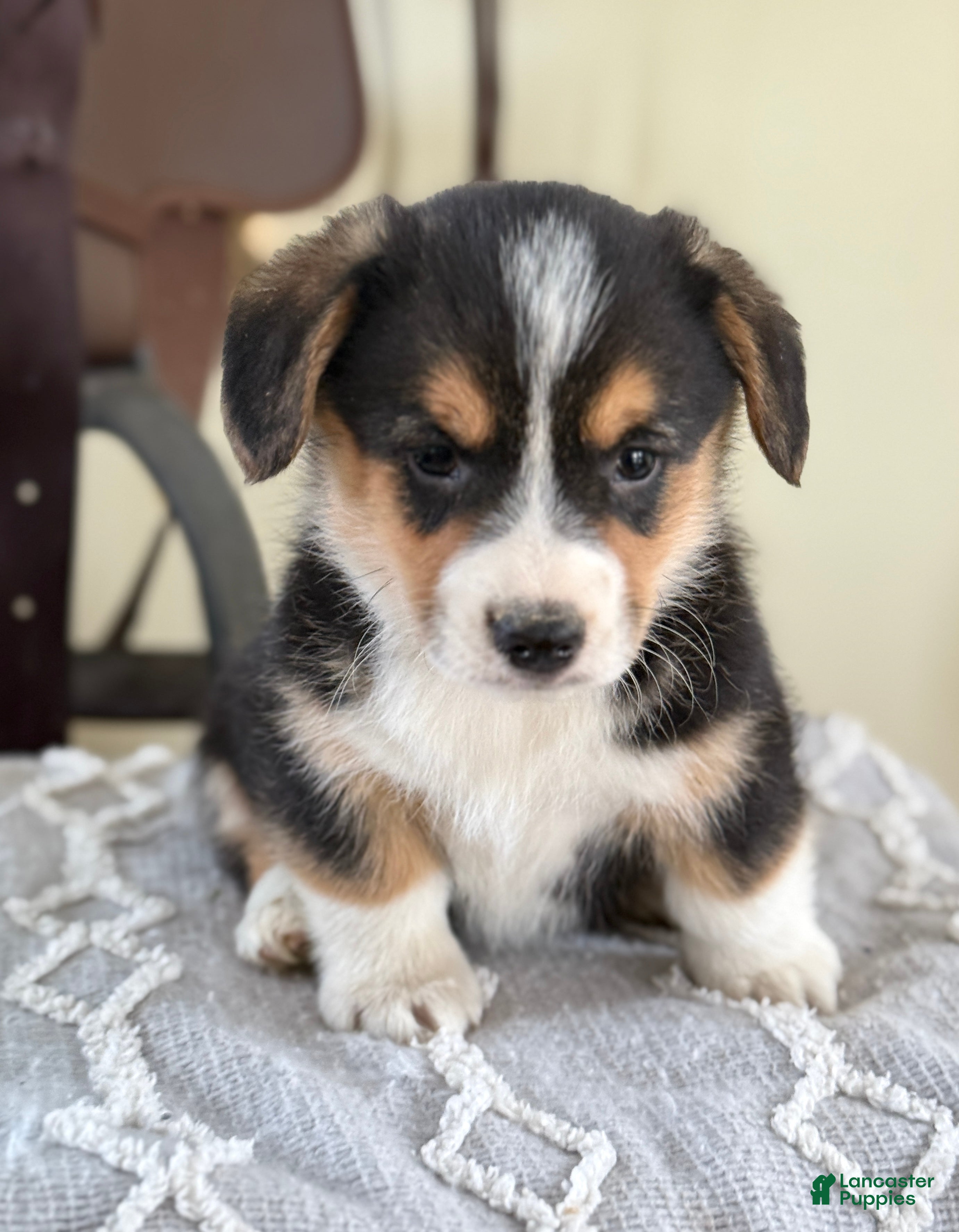 Welsh Corgi Pembroke dogs Forrest - Ad 39