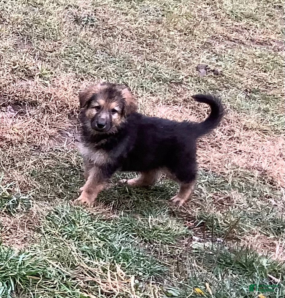 German Shepherd dogs for sale: Purebred German Shepherd  - Ad 2