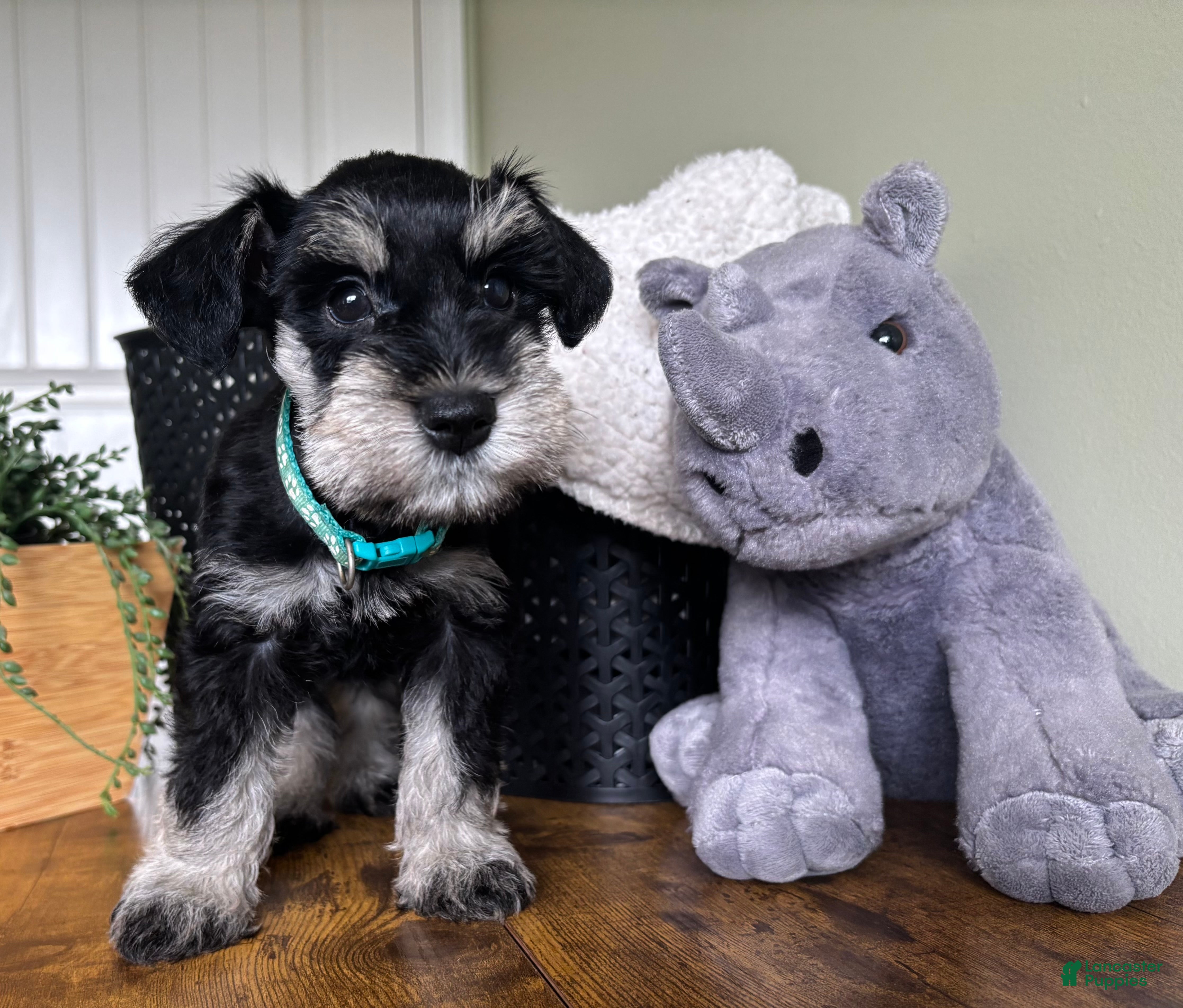 Miniature Schnauzer dogs Rocky - Ad 1