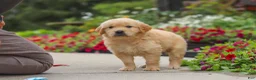 Golden Retriever dogs for sale: Banjo - Ad 9