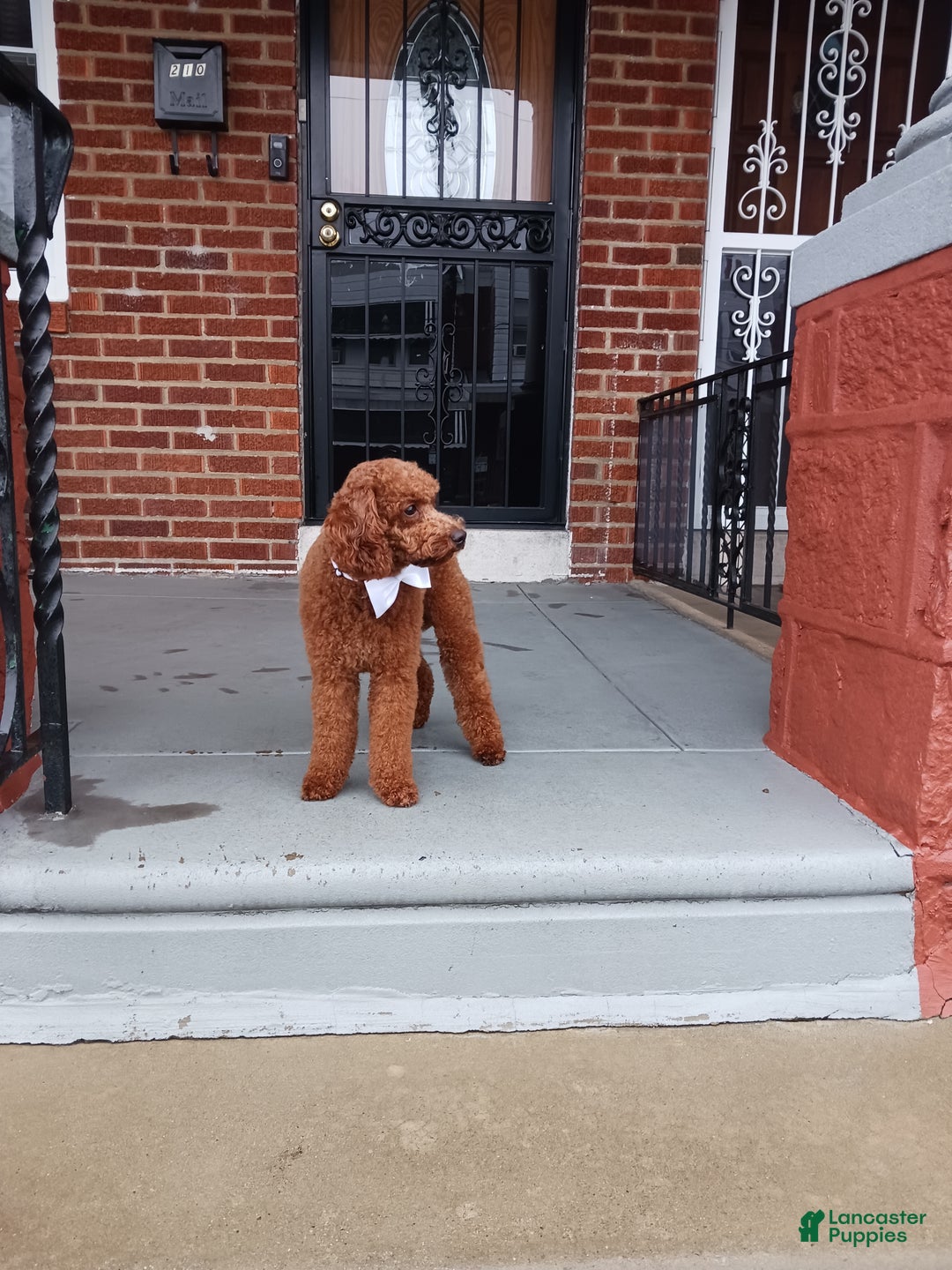 Toy Poodle dogs for sale: Toy Poodle Puppy 2 - Ad 3