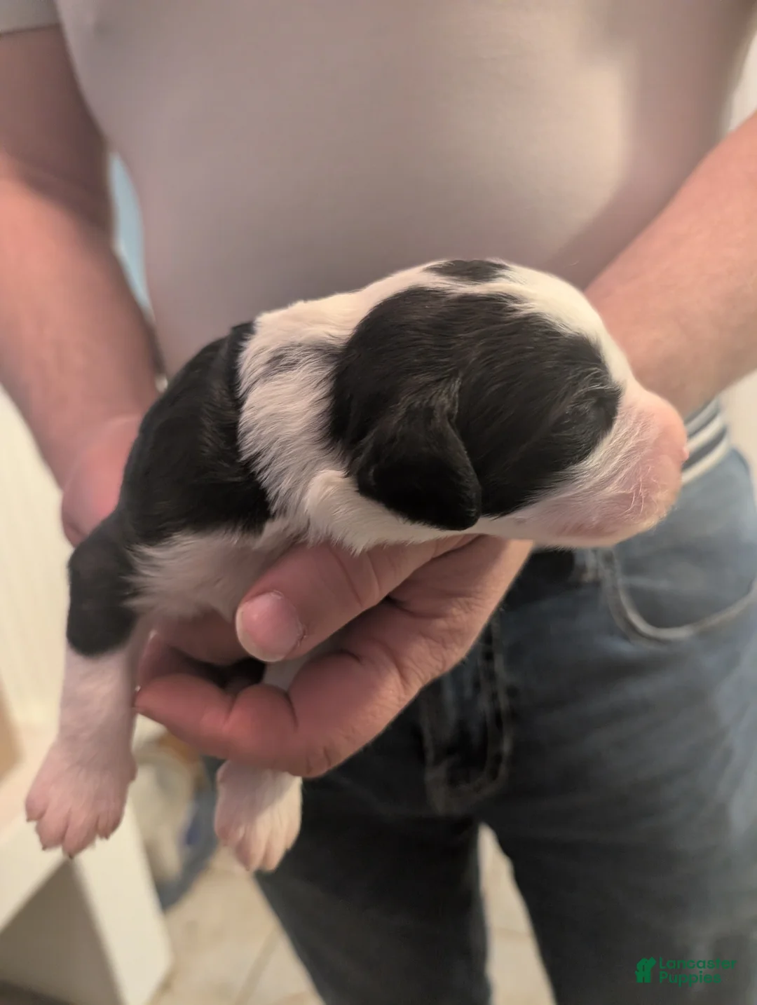 Sheepadoodle dogs for sale: Sheepadoodle Puppy 1 - Ad 2