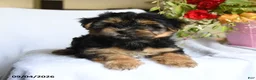 Morkie dogs for sale: Magnus - Ad 2