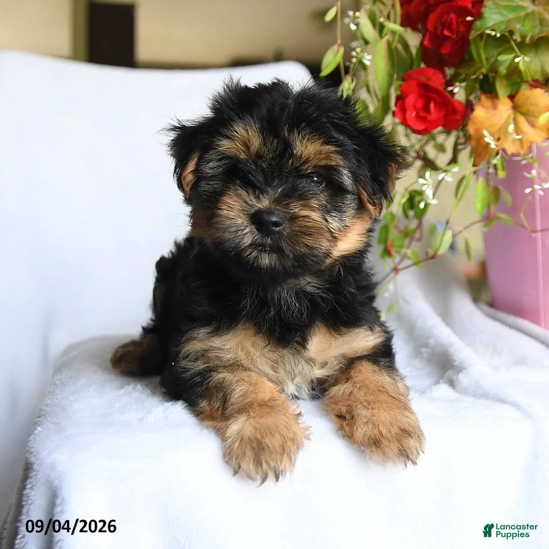 Morkie dogs for sale: Magnus - Ad 2