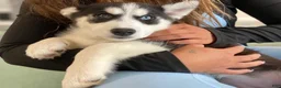 Siberian Husky dogs for sale: Princess - Ad 2