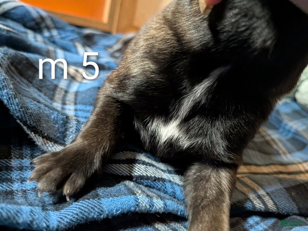 Belgian Malinois dogs for sale: Belgian Malinois Puppy 5 - Ad 3