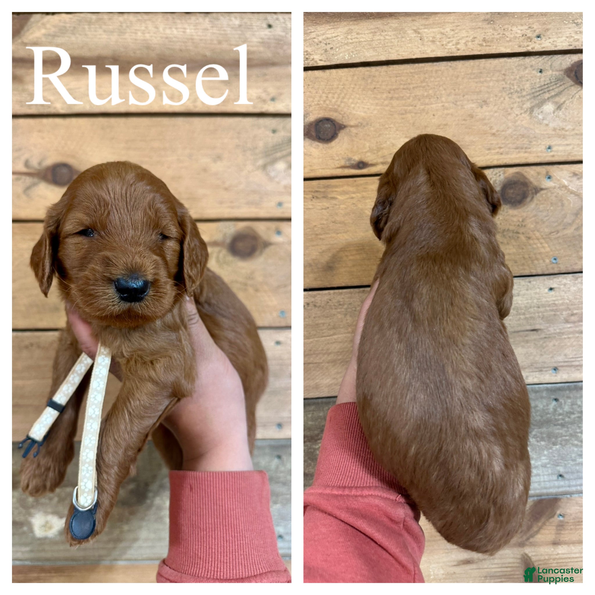 Goldendoodle dogs Russel - Ad 1