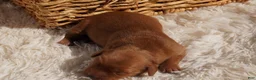 Golden Retriever dogs for sale: Daisy -AKC, Genetically Clear - Ad 29