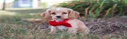 Cocker Spaniel dogs for sale: Boone - Ad 9