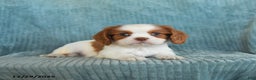 Cavalier King Charles Spaniel dogs for sale: Comet - Ad 5
