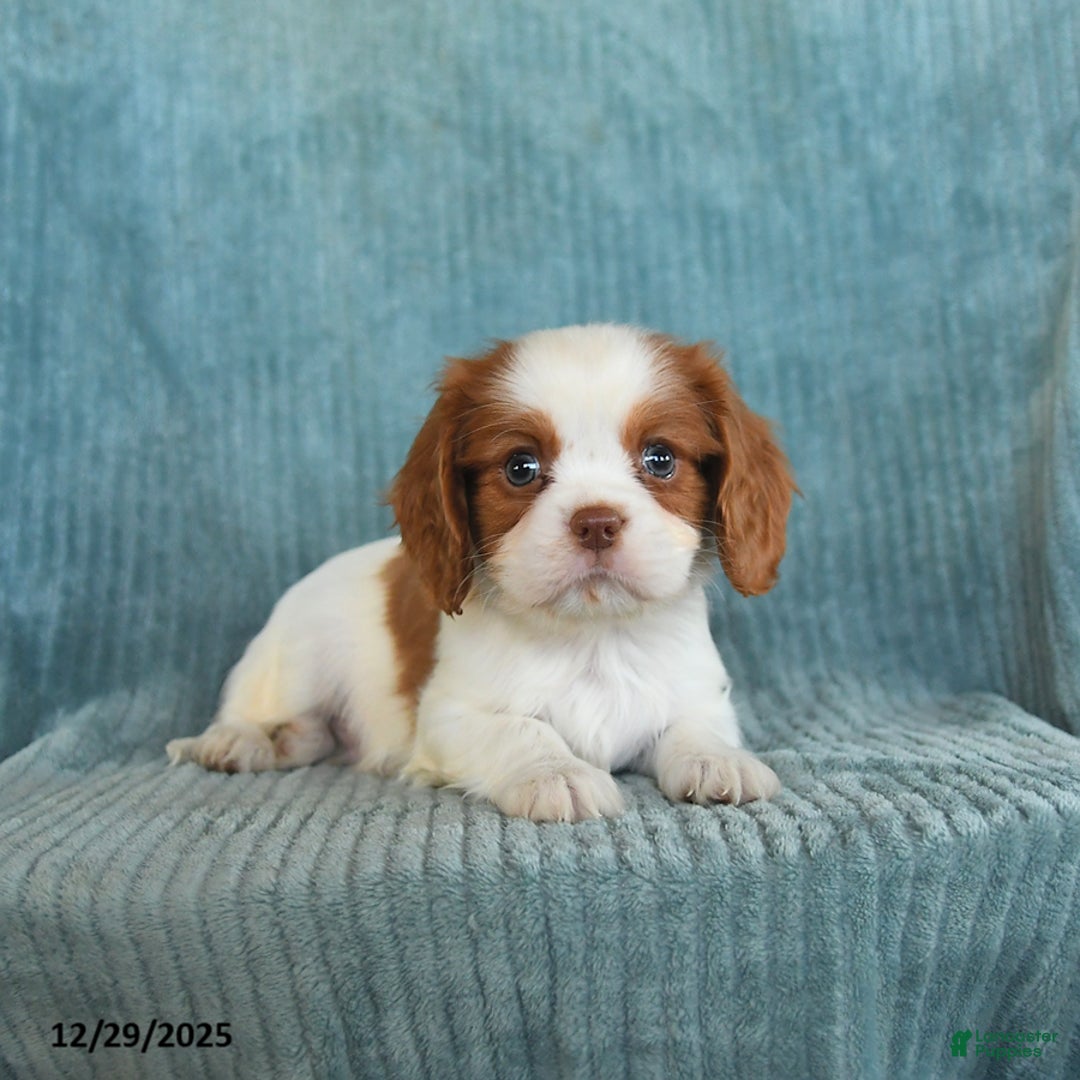 Cavalier King Charles Spaniel dogs for sale: Comet - Ad 5