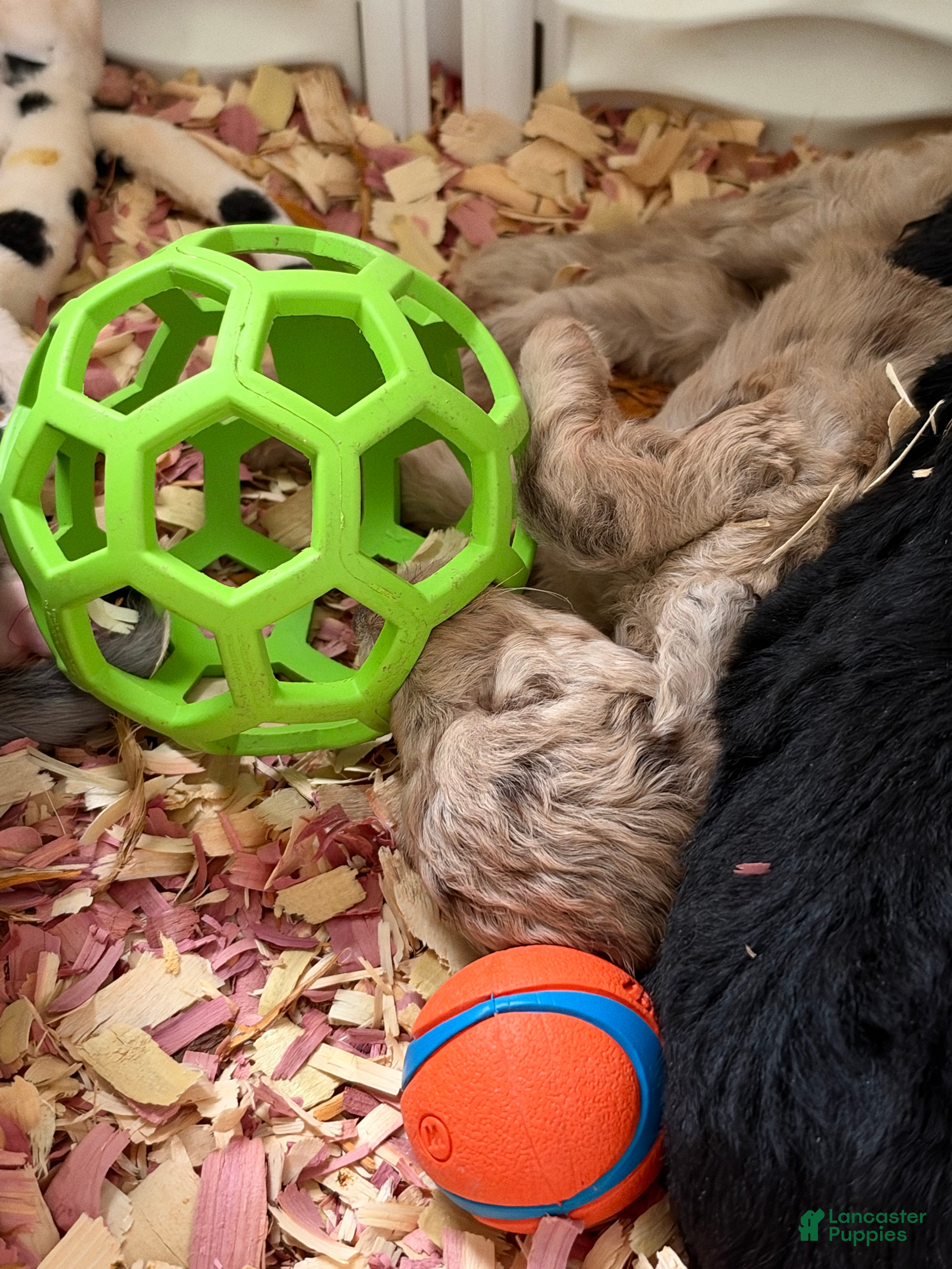 Labradoodle dogs Maple - Ad 2