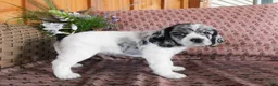 Cockalier dogs for sale: Alaska  - Ad 4