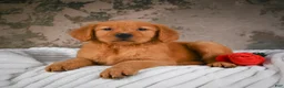 Golden Retriever dogs for sale: Luna - Ad 4