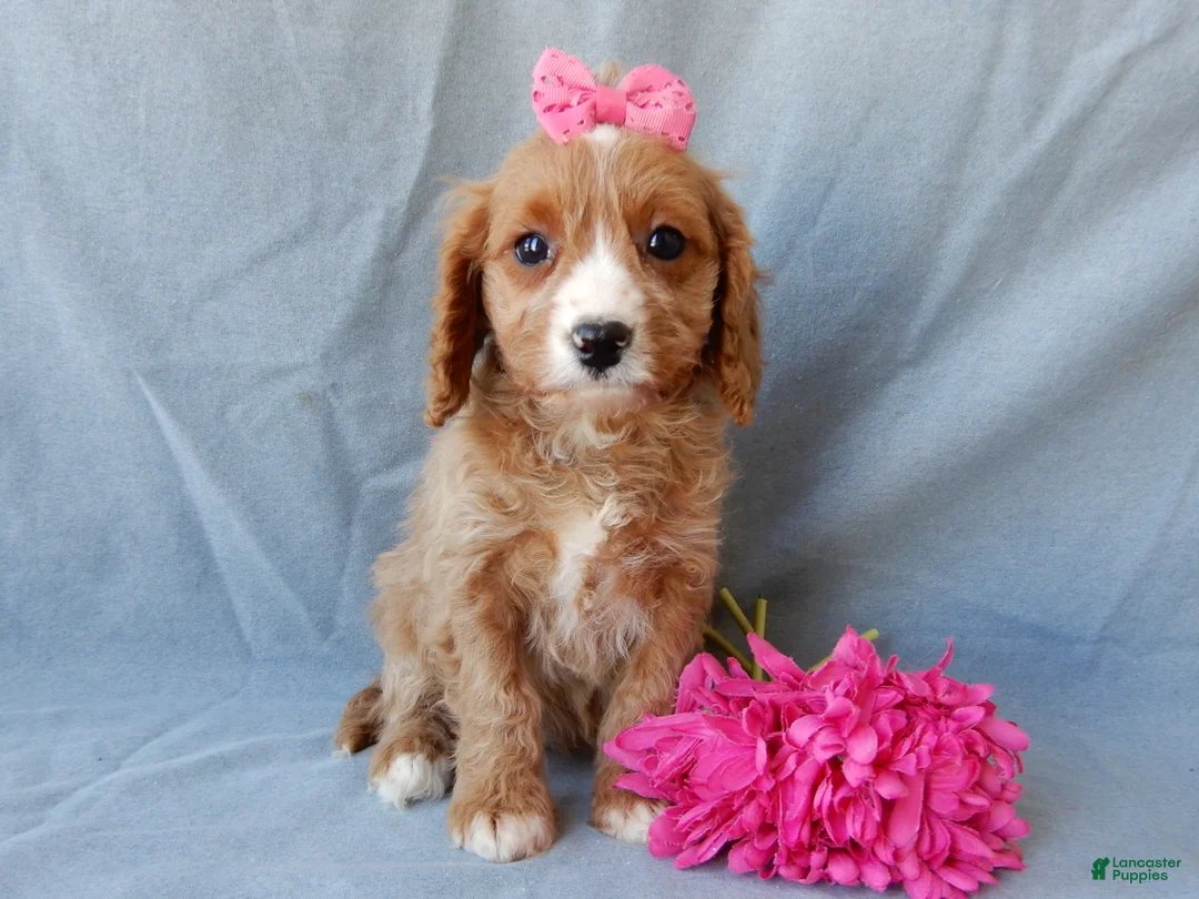 Cavapoo dogs for sale: Taylor - Ad 3