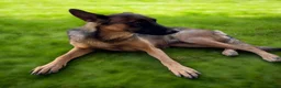 German Shepherd dogs for sale: German Shepherd Puppy 7 - Ad 14