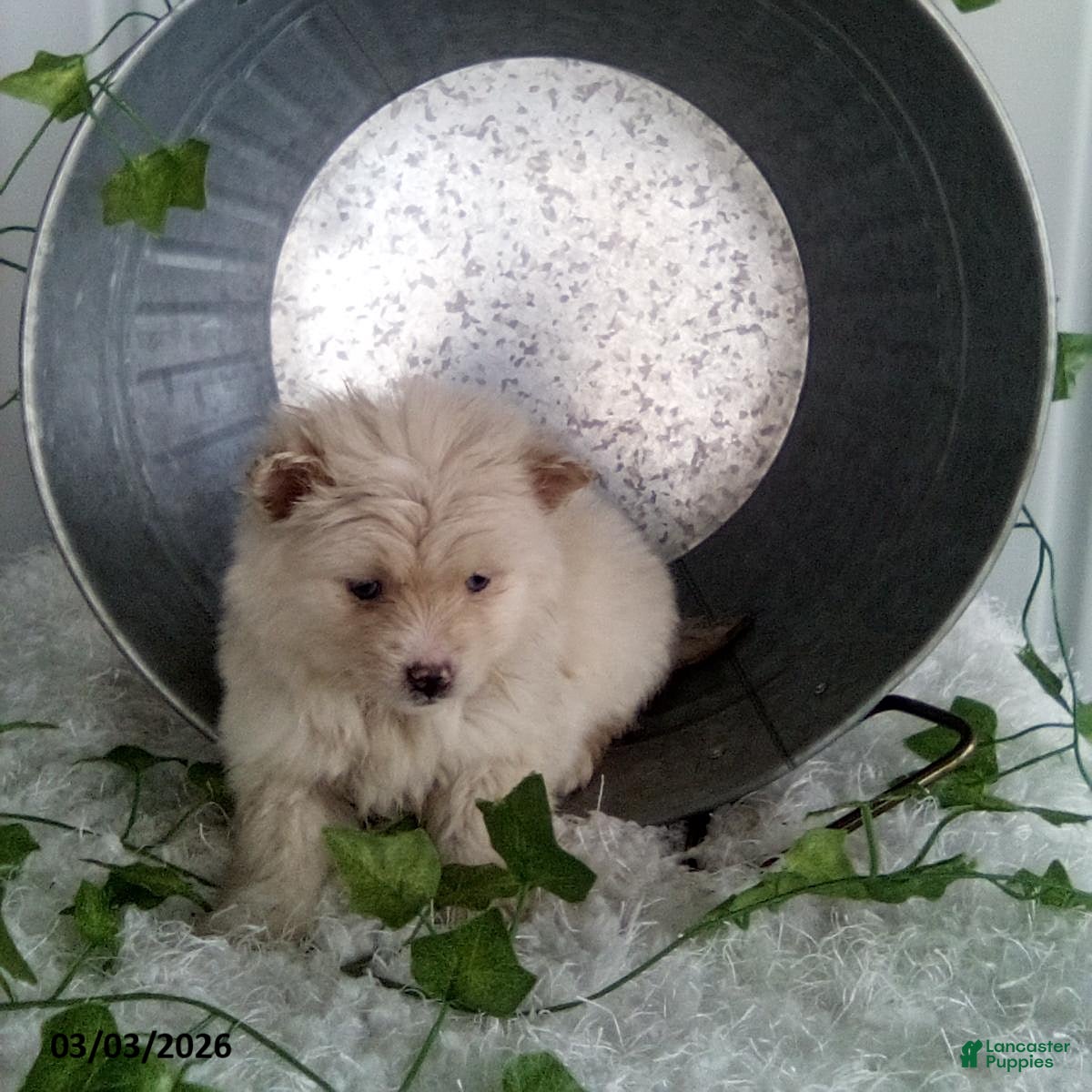 Pomsky dogs Millie - Ad 1