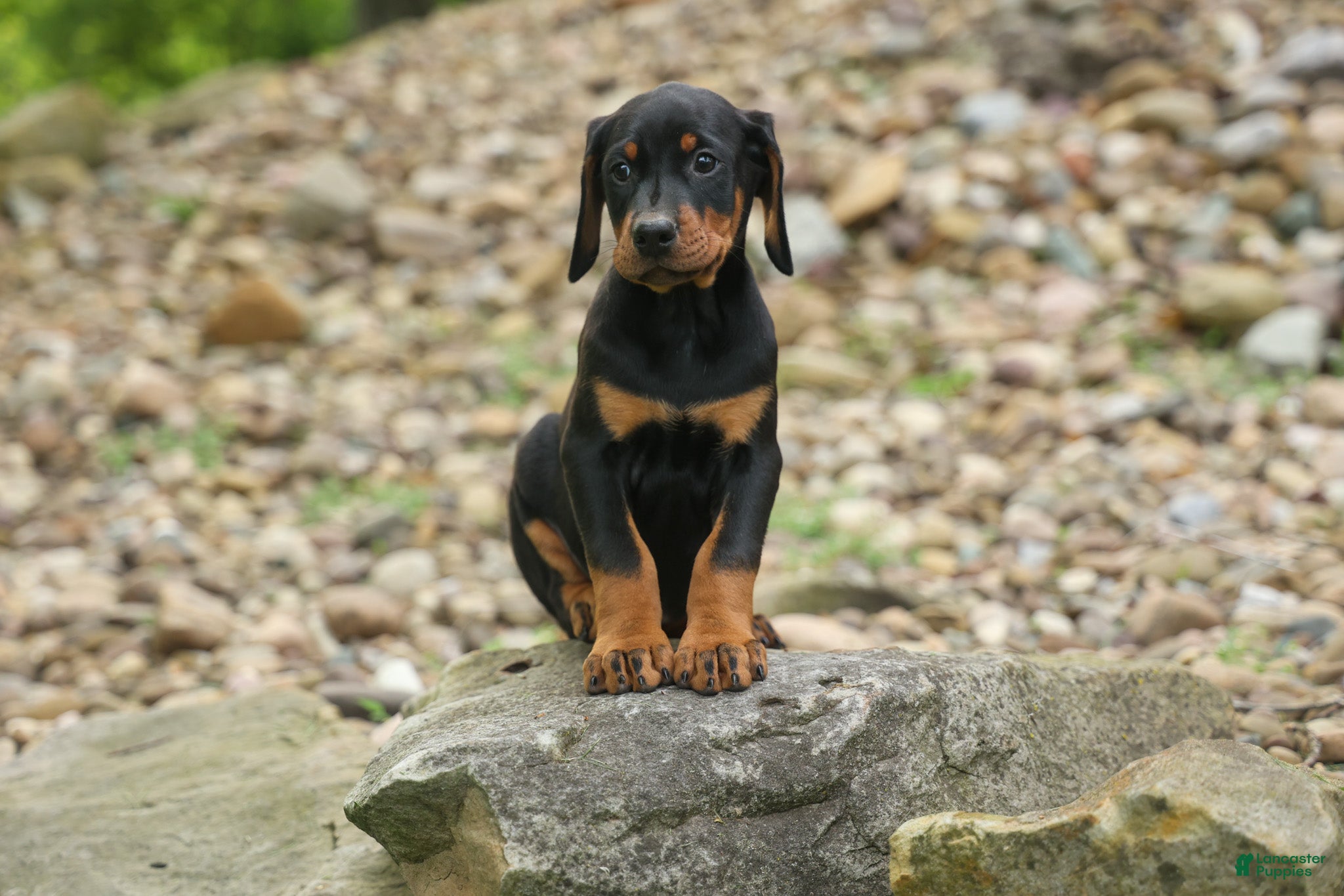 Doberman Pinscher dogs  Dax (Black Rust)🐶 - Ad 1