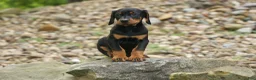 Doberman Pinscher dogs for sale:  Dax (Black Rust)🐶 - Ad 20