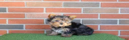 Yorkshire Terrier dogs for sale: Tracker  - Ad 6