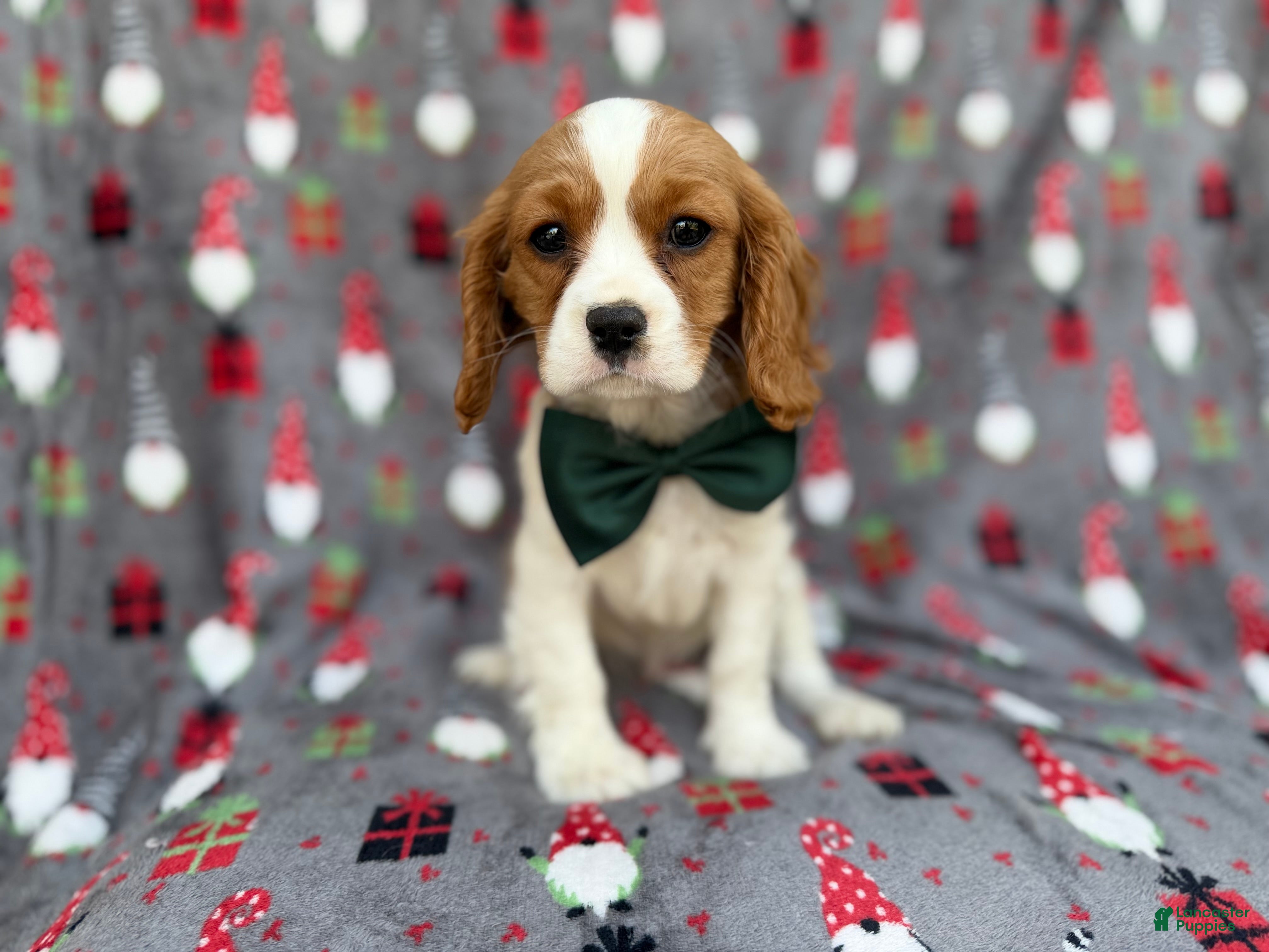 Cavalier King Charles Spaniel dogs Petey - Ad 10