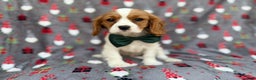 Cavalier King Charles Spaniel dogs for sale: Petey - Ad 1