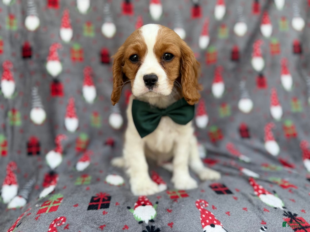 Cavalier King Charles Spaniel dogs for sale: Petey - Ad 1