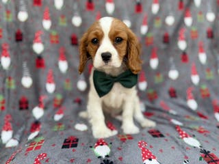 Cavalier King Charles Spaniel dogs Petey - Ad 10
