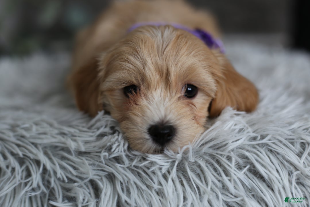 Maltipoo dogs for sale: Evie - Ad 11