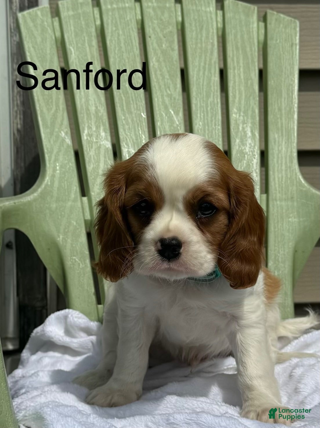 Cavalier King Charles Spaniel dogs Sanford - Ad 1