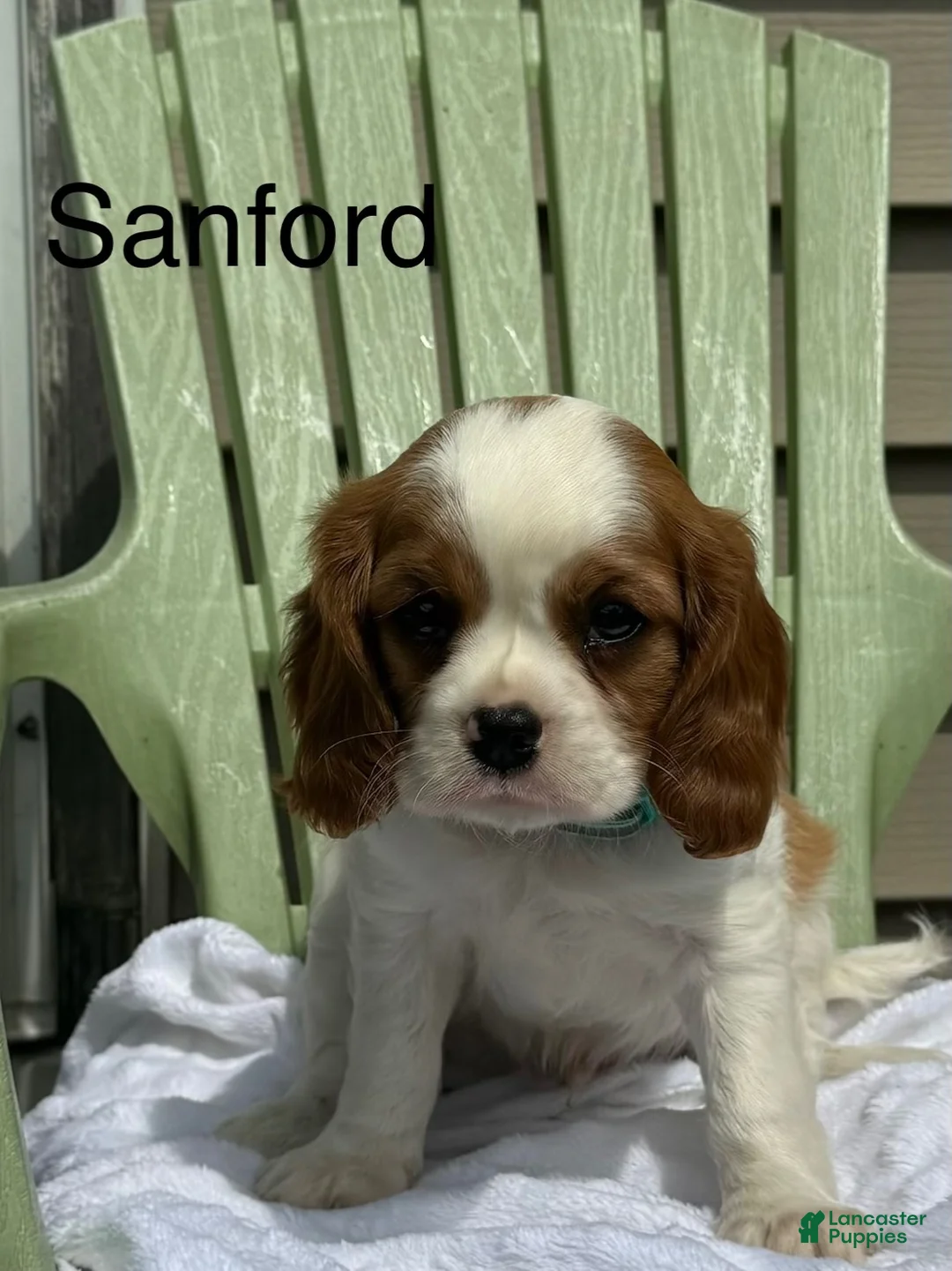 Cavalier King Charles Spaniel dogs for sale: Sanford - Ad 1